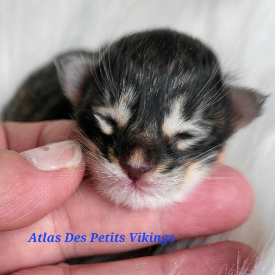 chaton Norvégien Atlas Des Petits Vikings Chatterie Des Petits Vikings  