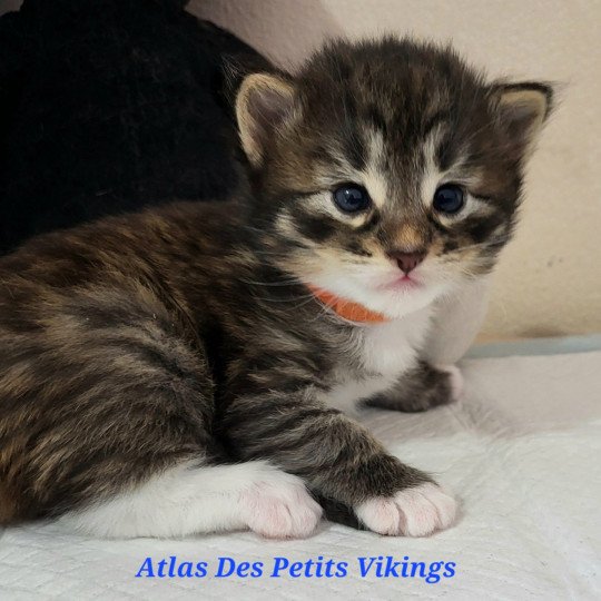 chaton Norvégien Atlas Chatterie Des Petits Vikings brown mackerel tabby & blanc