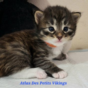 Atlas Des Petits Vikings Mâle Norvégien