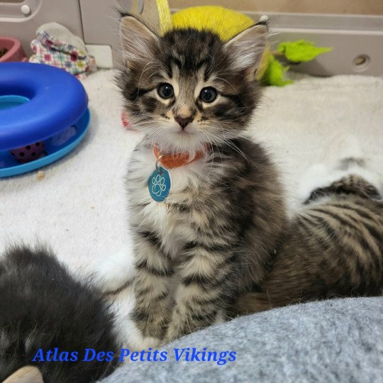 chaton Norvégien Atlas Chatterie Des Petits Vikings brown mackerel tabby & blanc