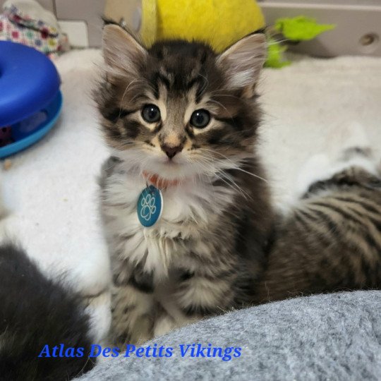 chaton Norvégien Atlas Chatterie Des Petits Vikings brown mackerel tabby & blanc