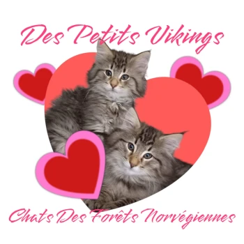 Chatterie Des Petits Vikings