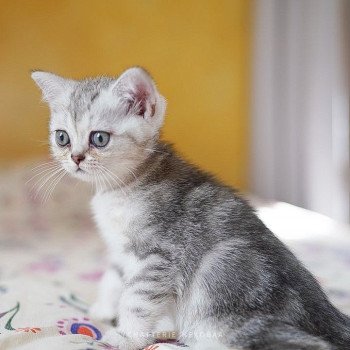Chats Poils Court Chat Et Chaton Com