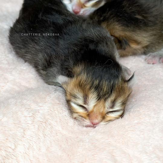 chaton British Longhair black golden ticked tabby Aina (LH, la + foncée) Chatterie Nekobaa black golden ticked tabby