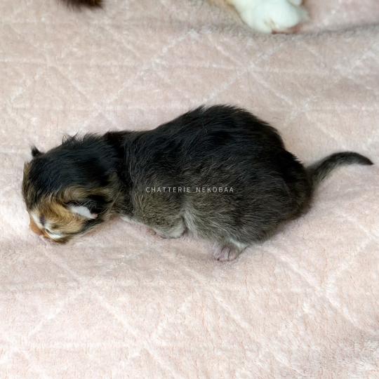 chaton British Longhair black golden ticked tabby Aina (LH, la + foncée) Chatterie Nekobaa black golden ticked tabby