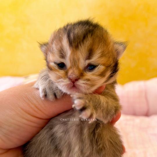 chaton British Longhair black golden ticked tabby Aina (LH tabby face) Chatterie Nekobaa black golden ticked tabby