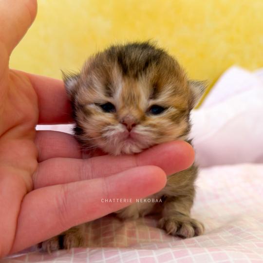 chaton British Longhair black golden ticked tabby Aina (LH tabby face) Chatterie Nekobaa black golden ticked tabby