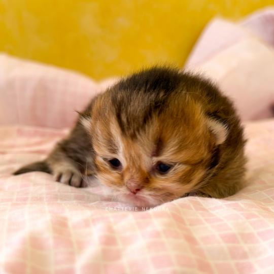 chaton British Longhair black golden ticked tabby Aina (LH tabby face) Chatterie Nekobaa black golden ticked tabby