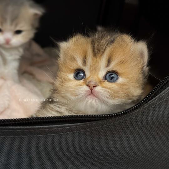 chaton British Longhair black golden ticked tabby Aina (LH tabby face) Chatterie Nekobaa black golden ticked tabby