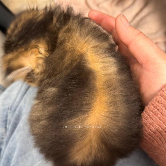 chaton British Longhair black golden ticked tabby Aina Chatterie Nekobaa black golden ticked tabby