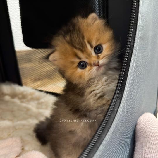 chaton British Longhair black golden ticked tabby Aina Chatterie Nekobaa black golden ticked tabby