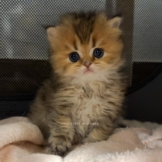 chaton British Longhair black golden ticked tabby Aina Chatterie Nekobaa black golden ticked tabby