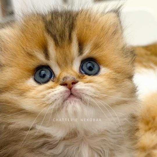 chaton British Longhair black golden ticked tabby Aina Chatterie Nekobaa black golden ticked tabby