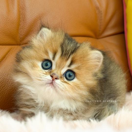 chaton British Longhair black golden ticked tabby Aina Chatterie Nekobaa black golden ticked tabby
