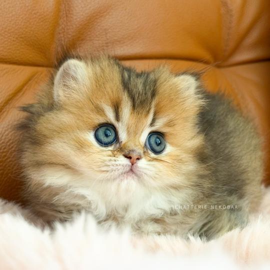 chaton British Longhair black golden ticked tabby Aina Chatterie Nekobaa black golden ticked tabby