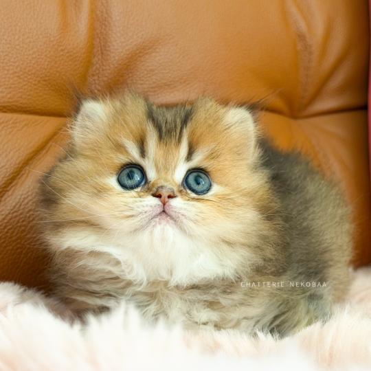 chaton British Longhair black golden ticked tabby Aina Chatterie Nekobaa black golden ticked tabby