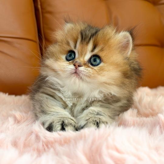 chaton British Longhair black golden ticked tabby Aina Chatterie Nekobaa black golden ticked tabby