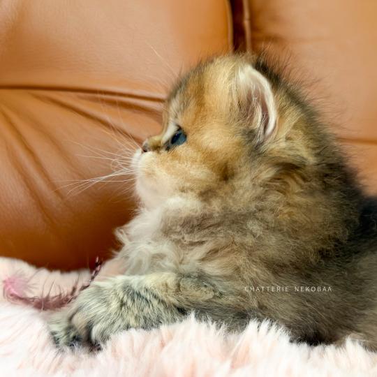 chaton British Longhair black golden ticked tabby Aina Chatterie Nekobaa black golden ticked tabby