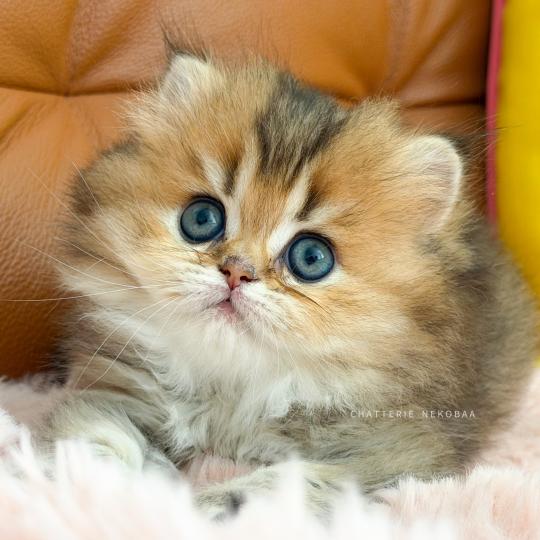 chaton British Longhair black golden ticked tabby Aina Chatterie Nekobaa black golden ticked tabby