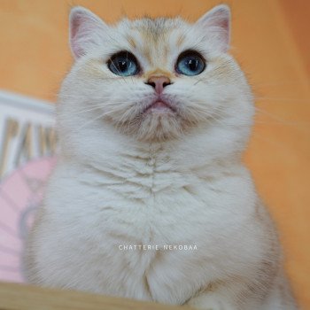 Kiki Femelle British Shorthair