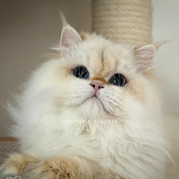 Angelo Mâle British Longhair