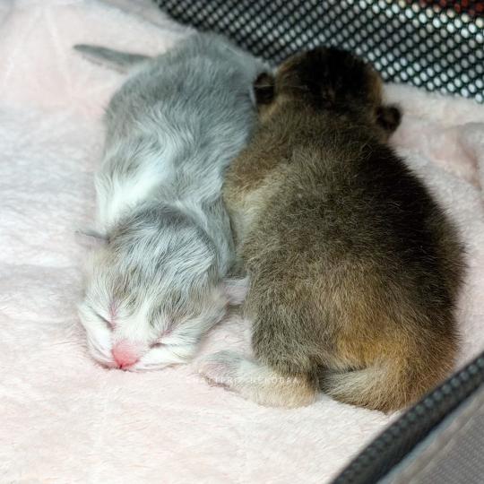 chaton British Longhair blue golden ticked tabby bicolor Aoto Chatterie Nekobaa blue golden ticked tabby bicolor