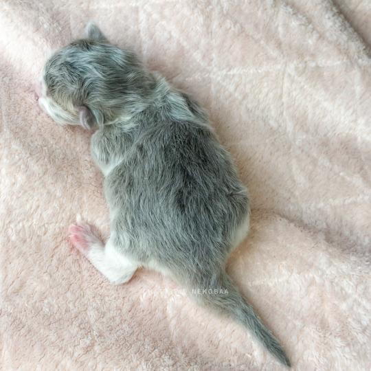 chaton British Longhair blue golden ticked tabby bicolor Aoto Chatterie Nekobaa blue golden ticked tabby bicolor