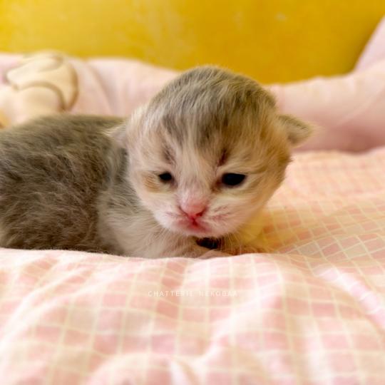 chaton British Longhair blue golden ticked tabby bicolor Aoto Chatterie Nekobaa blue golden ticked tabby bicolor