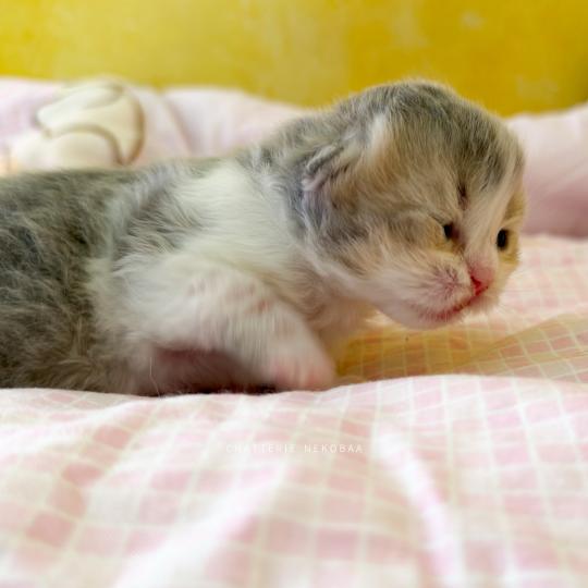 chaton British Longhair blue golden ticked tabby bicolor Aoto Chatterie Nekobaa blue golden ticked tabby bicolor