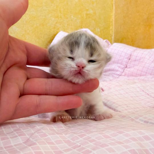 chaton British Longhair blue golden ticked tabby bicolor Aoto Chatterie Nekobaa blue golden ticked tabby bicolor