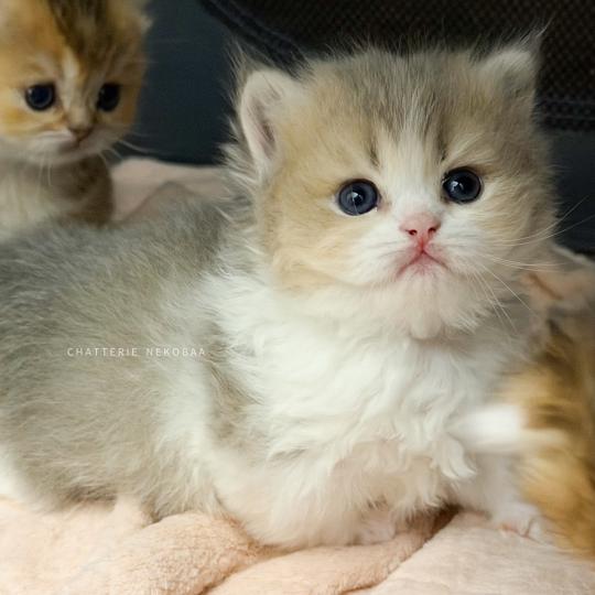 chaton British Longhair blue golden ticked tabby bicolor Aoto Chatterie Nekobaa blue golden ticked tabby bicolor