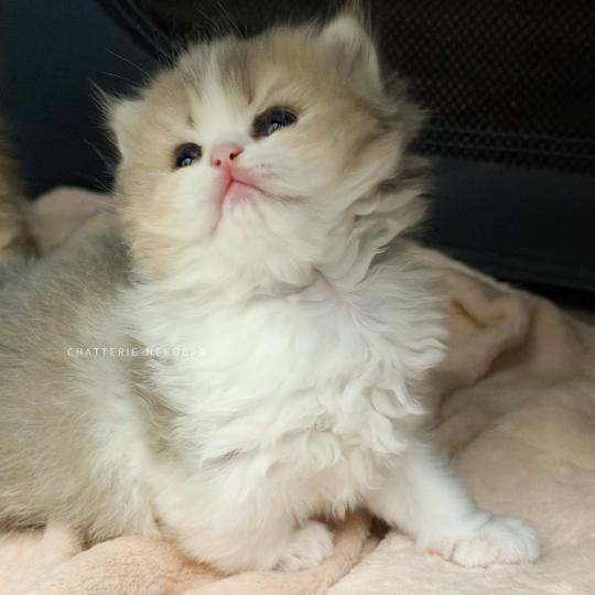chaton British Longhair blue golden ticked tabby bicolor Aoto Chatterie Nekobaa blue golden ticked tabby bicolor
