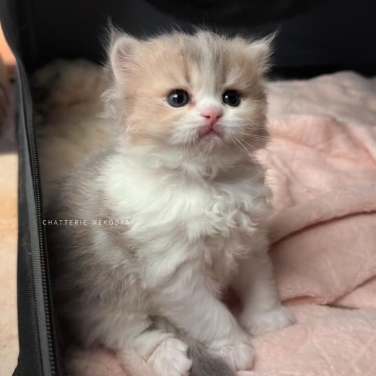 chaton British Longhair blue golden ticked tabby bicolor Aoto Chatterie Nekobaa blue golden ticked tabby bicolor