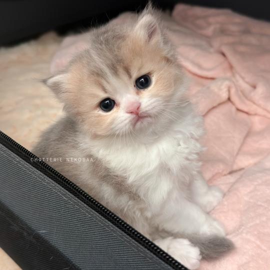chaton British Longhair blue golden ticked tabby bicolor Aoto Chatterie Nekobaa blue golden ticked tabby bicolor