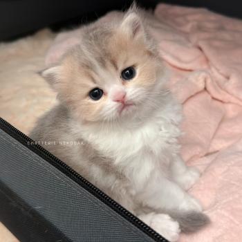 Aoto Mâle British Longhair