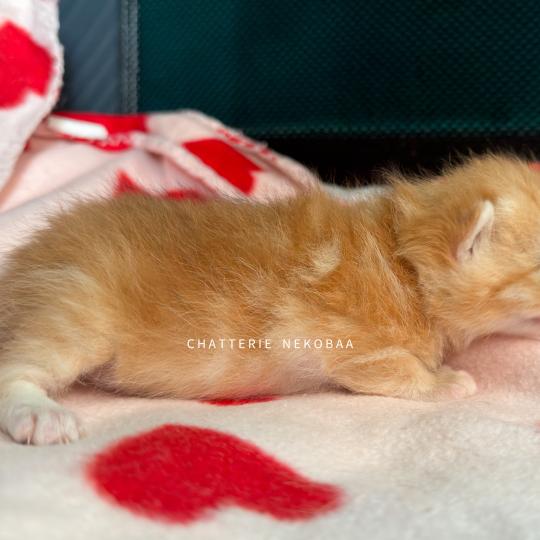 chaton British Shorthair black copper golden blotched tabby Hina Chatterie Nekobaa black copper golden blotched tabby