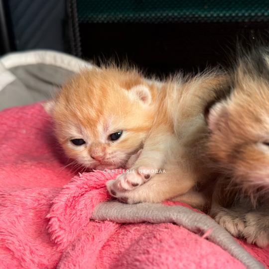 chaton British Shorthair black copper golden blotched tabby Hina Chatterie Nekobaa black copper golden blotched tabby