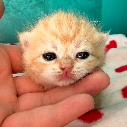 chaton British Shorthair black copper golden blotched tabby Hina Chatterie Nekobaa black copper golden blotched tabby
