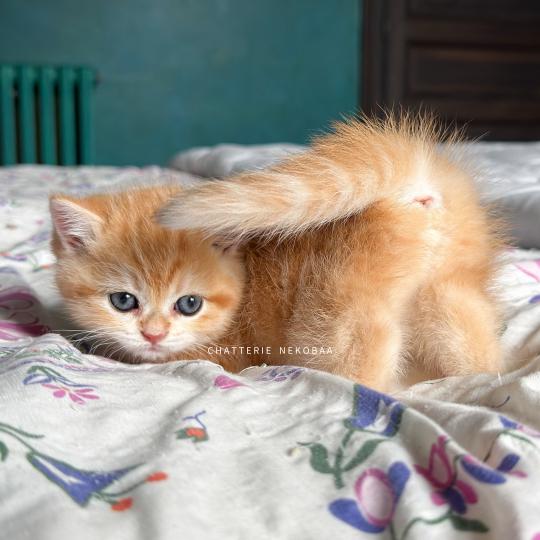 chaton British Shorthair black copper golden blotched tabby Hina Chatterie Nekobaa black copper golden blotched tabby