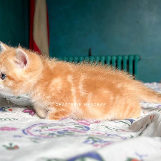 chaton British Shorthair black copper golden blotched tabby Hina Chatterie Nekobaa black copper golden blotched tabby
