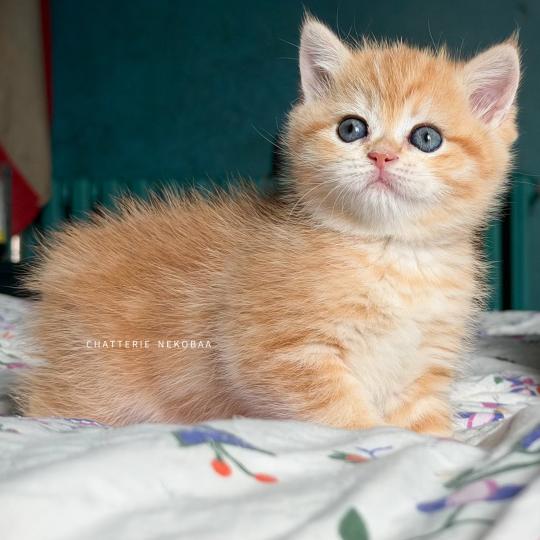 chaton British Shorthair black copper golden blotched tabby Hina Chatterie Nekobaa black copper golden blotched tabby