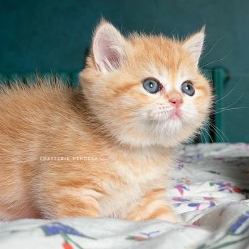 Hina Femelle British Shorthair