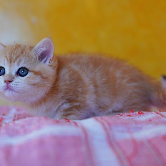 chaton British Shorthair black copper golden blotched tabby Hina Chatterie Nekobaa black copper golden blotched tabby
