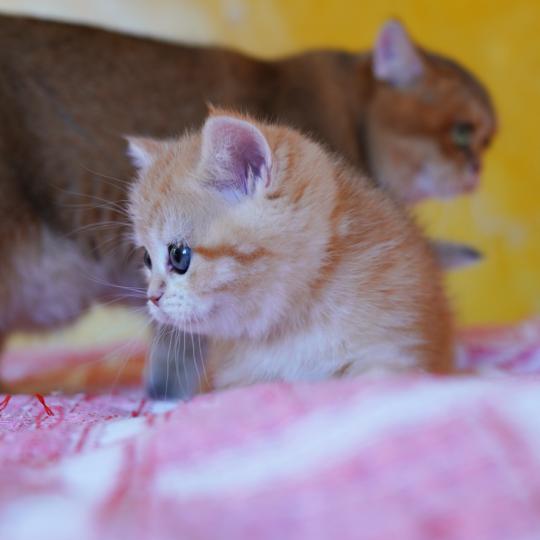 chaton British Shorthair black copper golden blotched tabby Hina Chatterie Nekobaa black copper golden blotched tabby