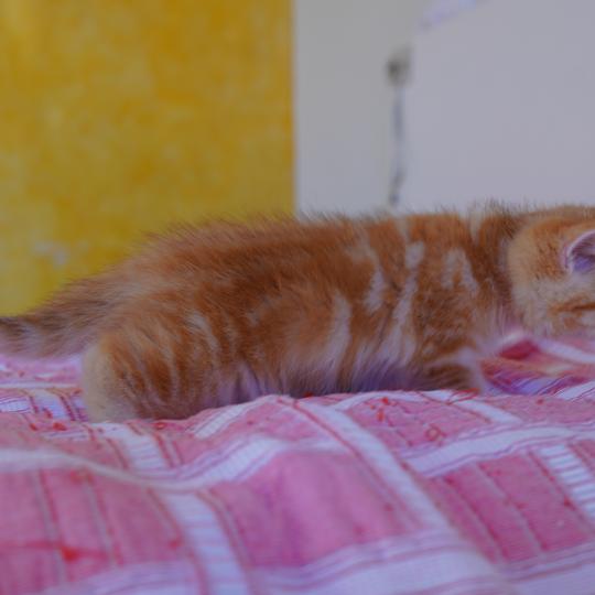 chaton British Shorthair black copper golden blotched tabby Hina Chatterie Nekobaa black copper golden blotched tabby
