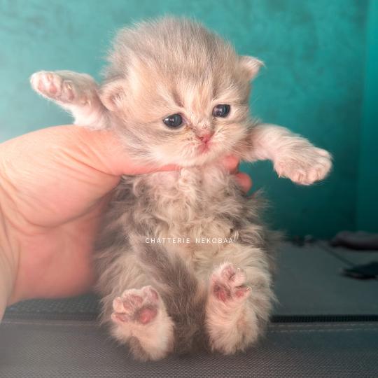 chaton British Longhair blue golden blotched tabby Honoka Chatterie Nekobaa blue golden blotched tabby