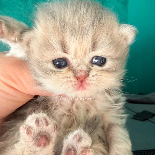 chaton British Longhair blue golden blotched tabby Honoka Chatterie Nekobaa blue golden blotched tabby