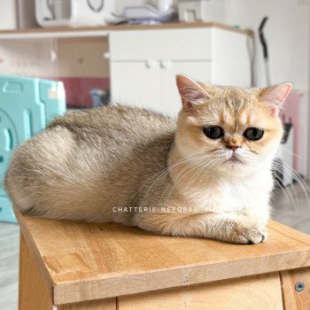 Izumi Femelle British Shorthair