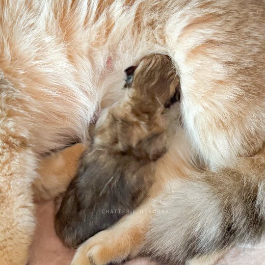 chaton British Longhair black golden ticked tabby Kanata Chatterie Nekobaa black golden shaded