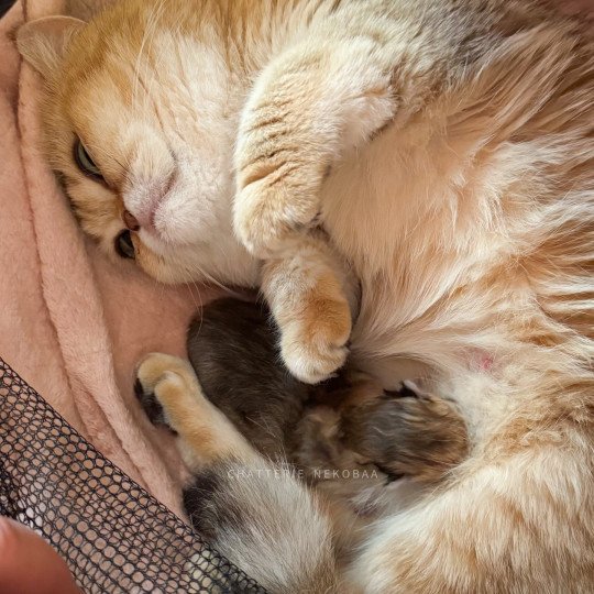 chaton British Longhair black golden ticked tabby Kanata Chatterie Nekobaa black golden shaded